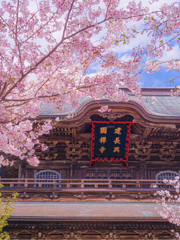 G.Kore & Japonya Turu ( Sakura Mevsimi )